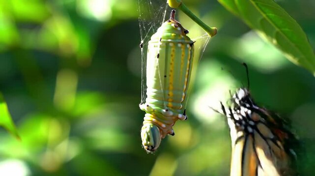 Closeup of a light green chrysalis hanging from a plant with a blurred green leaf background