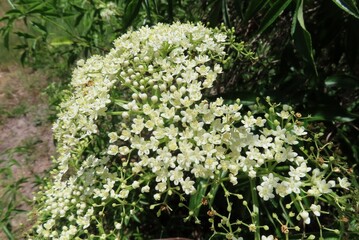 Elderberry flowers (Sambucus nigra) blooming in Florida nature