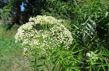 Elderberry flowers (Sambucus nigra) blooming in Florida nature