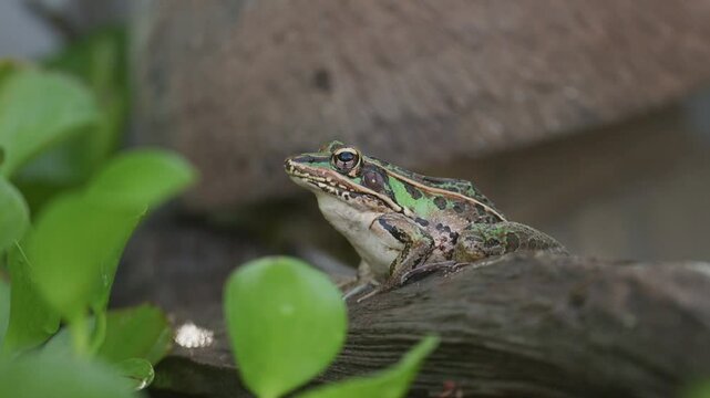 Southern Leopard Frog