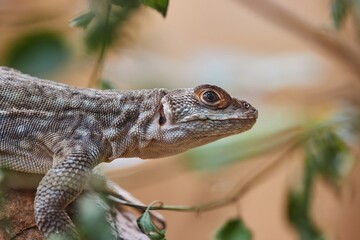 Iguana on a branch
