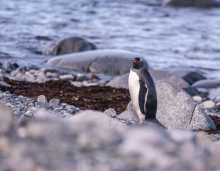 Fototapeta premium Gentoo Penguins behavior of Antarctica 