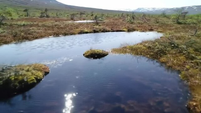 Serene stream winding through a mossy bog in a natural landscape