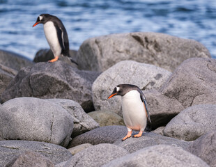 Fototapeta premium Gentoo Penguins behavior of Antarctica 