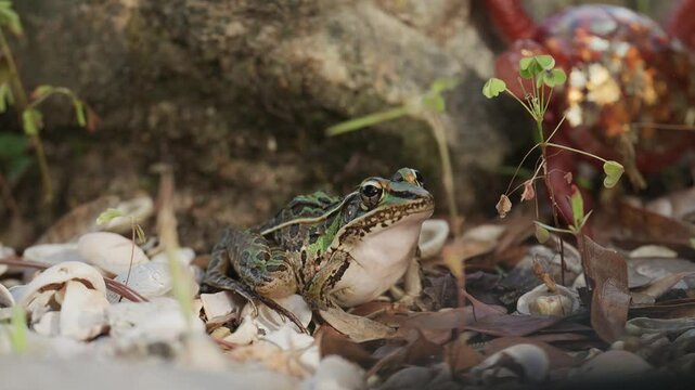 Southern Leopard Frog