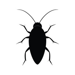 black bug isolated on white background