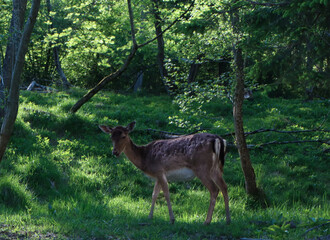 A Young Deer Walking Gracefully Through the Sunlit Forest, Surrounded by Lush Greenery and Trees, in a Peaceful and Serene Natural Environment 