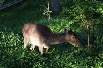 A Young Deer Grazing on Fresh Green Grass and Eating Leaves, Surrounded by Lush Vegetation and Sunlight Filtering Through the Forest, in a Calm and Peaceful Natural Setting 