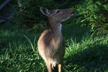 A Young Deer Grazing on Grass and Eating Leaves from a Bush in a Serene Forest Setting, Surrounded by Lush Greenery and Sunlight Filtering Through the Trees, Capturing a Peaceful Wildlife Moment 