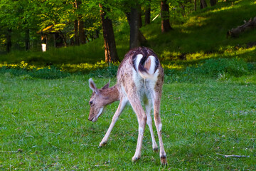 A young deer with delicate fur gently grazing in the lush green meadow surrounded by the serene...