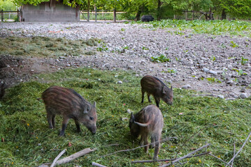 Wild boar piglets foraging on the grassy ground, with their stripes blending in with the natural...