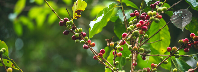 Banner coffee bean berry plant fresh seed. panoramic Ripe Red coffee tree growth green eco organic farm. Banner red ripe seed robusta arabica berries harvest coffee garden. Coffee bean tree copy space © aFotostock