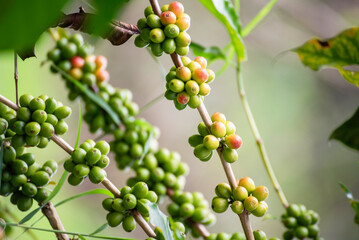 Ripe Red coffee bean berry plant fresh seed coffee tree growth in green eco organic farm. Close up red ripe seed robusta arabica berries harvest for  coffee garden. Fresh coffee bean green leaf bush