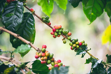 Obraz premium Ripe Red coffee bean berry plant fresh seed coffee tree growth in green eco organic farm. Close up red ripe seed robusta arabica berries harvest for coffee garden. Fresh coffee bean green leaf bush