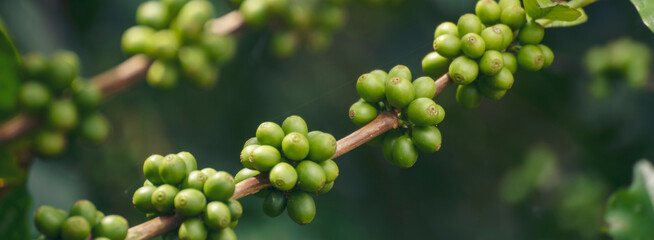 Banner Green coffee bean berry plant with sunlight. Panorama Fresh raw seed coffee tree growth in eco organic farm morning time. Close up Green seed berries arabica coffee garden with copy space