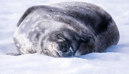 Weddel seal in antarctica