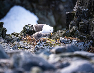 Gentoo Penguins behavior of Antarctica 