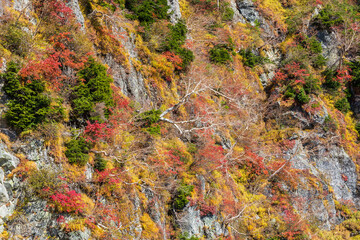 日本の風景・秋　紅葉の立山黒部アルペンルート