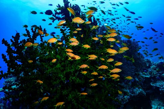 Anthias fish swimming near black coral 