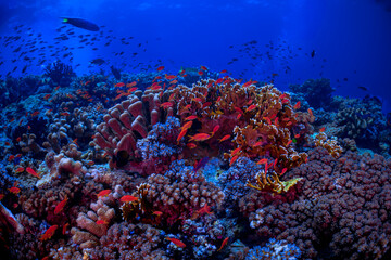 anthias fish swimming over the reef 