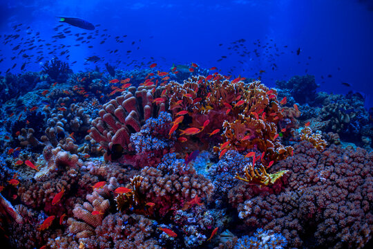 anthias fish swimming over the reef 