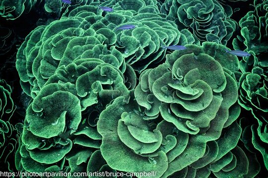 a cabbage patch reef in Fiji