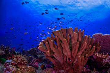 coral reef with fish