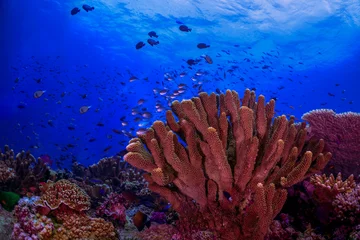 Selbstklebende Fototapeten coral reef with fish © Bruce