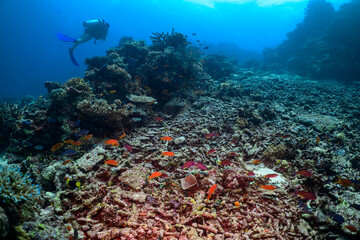 diver and coral reef