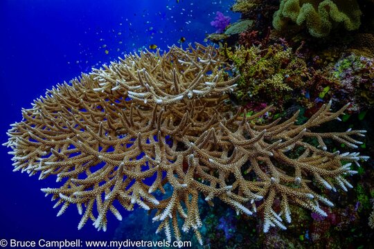 Stag horn coral on the reef 