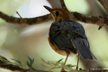 Close up of Orange-headed Thrush (Geokichla citrina)