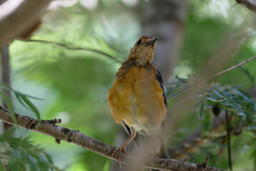 Close up of Orange-headed Thrush (Geokichla citrina)
