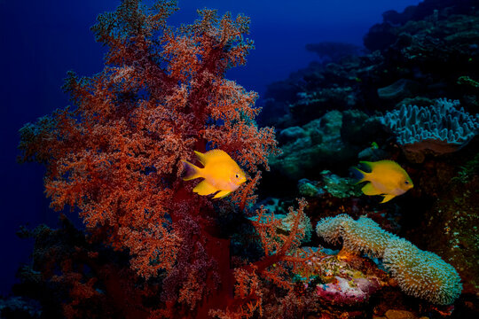 Lemon hamlets swimming near black coral 