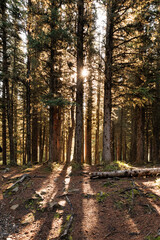 Sun shining through trees in a forest