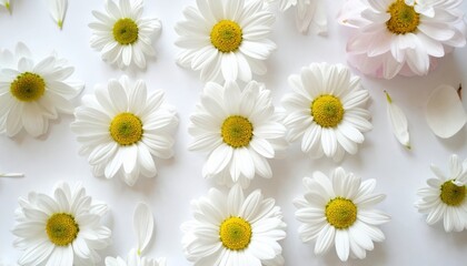 Obraz premium Fresh White Floral Arrangement, Flatlay of daisies and magnolias arranged