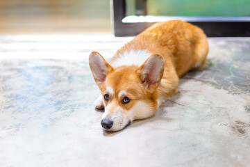 Happy corgi dog stands on wet grass, tail curled and eyes full of curiosity, joyful energy, looking at camera Dog sitting.