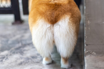 Happy corgi dog stands on wet grass, tail curled and eyes full of curiosity, joyful energy, looking at camera Dog sitting.