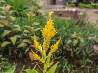Cockscomb flowers thrive in the city park with shades of yellow.