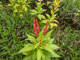 red cockscomb flowers