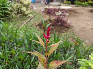red cockscomb flowers are flourishing in the municipal park.
