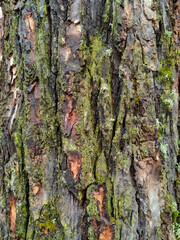 Thick moss. Old beech tree trunk covered in thick, soft moss