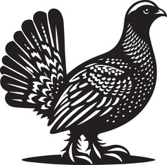 vector illustration of a sandgrouse