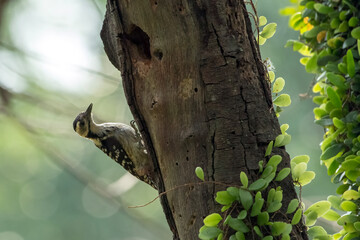 a woodpecker wants to make a hole in a tree