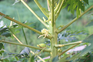 The papaya tree is blossoming and bearing fruit.