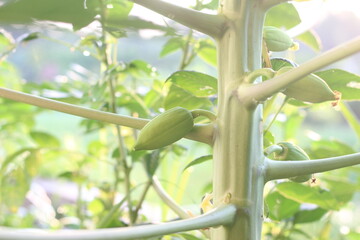 The papaya tree is blossoming and bearing fruit.