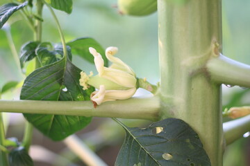 The papaya tree is blossoming and bearing fruit.