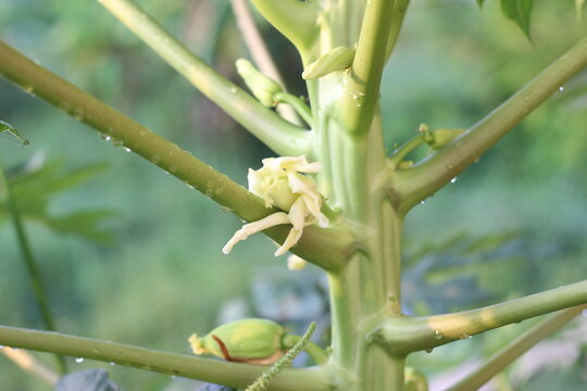 The papaya tree is blossoming and bearing fruit.