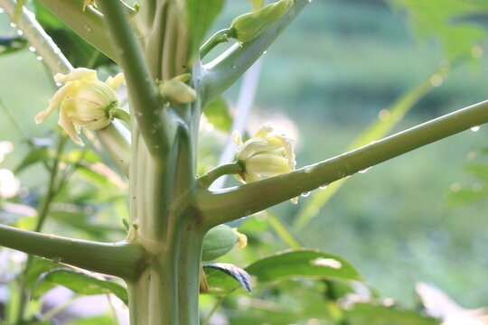 The papaya tree is blossoming and bearing fruit.