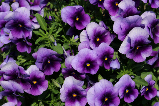 Close up of purple viola flowers blooming in a sunny day background.