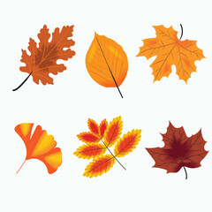 A collection of autumn leaves vector illustrations including maple, oak, ginkgo, and beech in warm colors. Ideal for seasonal designs, invitations, greeting cards, posters, and decorative elements.